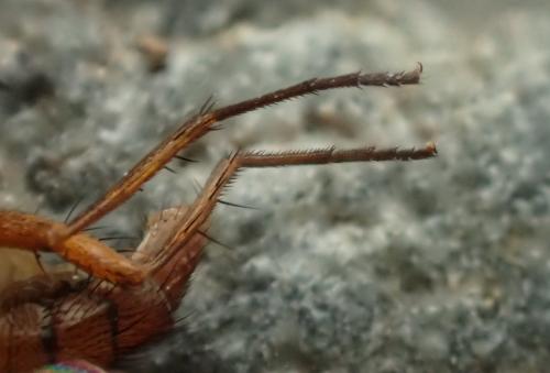 Pegomya sp.